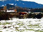 Cow Standing Alone digital painting