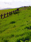 Bright Green Grass & Fence in Palo Alto digital painting
