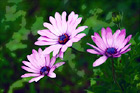 Three Purple Flowers digital painting
