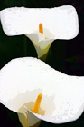 Close Up of White Arum Lily Flowers digital painting