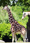 Two Giraffes digital painting