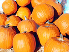 Pumpkins for Halloween digital painting