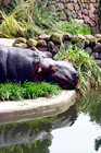 Sleepy Hippo digital painting