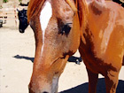 Horse Close Up digital painting