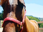 Horse Close Up of Face digital painting