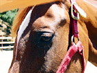Close Up of Brown Horse Face digital painting