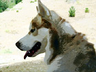 Profile of a Husky digital painting