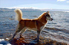Husky in Lake Tahoe digital painting