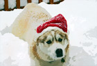 Christmas Husky Dog digital painting