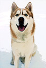Husky Dog Sitting in Snow digital painting