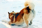 Husky in Snow digital painting