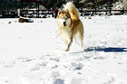 Husky Dog Running on Snow digital painting
