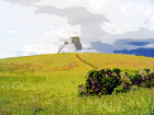 Lonely Tree & Storm digital painting