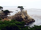 Lone Cypress  in Pebble Beach digital painting