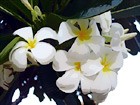 Maui Flowers Close Up digital painting