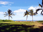 Three Palm Trees & Shadows in Hawaii digital painting