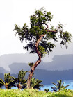 Maui Tree & Dark Clouds digital painting