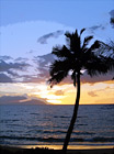 Palm Tree, Ocean, & Sunset digital painting
