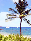 Palm Tree & Ocean of Maui digital painting