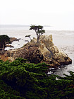 The Lone Cypress in Pebble Beach digital painting