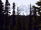 Mt. Rainier Through Evergreen Trees digital painting