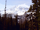Mt. Rainier & Trees digital painting