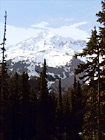 Mt. Rainier & Tall Trees digital painting