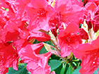 Red Flowers Close Up digital painting