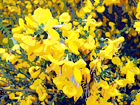 Yellow Flowers Close Up digital painting