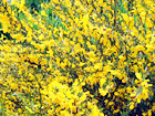 Yellow Flower Bush digital painting
