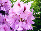 Purple Flowers digital painting