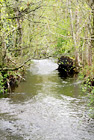 Small Creek & Trees digital painting