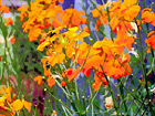 Orange Flowers digital painting