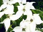 White Flowers Close Up digital painting