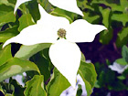 White Flower Close Up digital painting