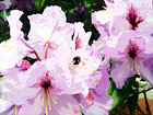 Purple Flowers & A Bee digital painting