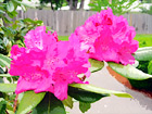 Two Pink Flowers digital painting