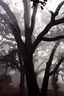Spooky Trees digital painting
