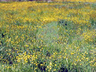 Field of Yellow Buttercups digital painting