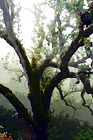 Mossy Tree and Fog digital painting