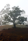 Lone Foggy Tree digital painting