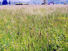 Tall Grass Field digital painting