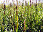 Tall Grass digital painting