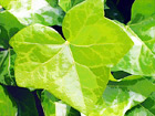 Green Ivy Close Up digital painting