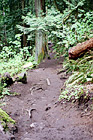 Nature Trail of Mt. Peak, Enumclaw digital painting