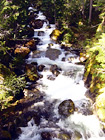 Nickel Creek, Mt. Rainier National Forest digital painting
