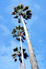 Three Palm Trees & Blue Sky digital painting