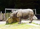 Greater One-Horned Rhinoceros digital painting