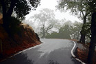 Trees, Road, & Fog digital painting