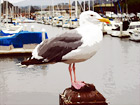 Seagull Close Up digital painting